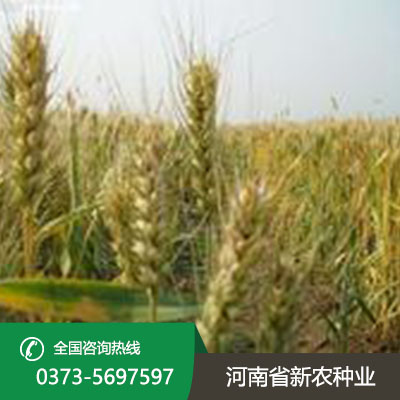 山东小麦种子产品