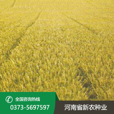 山东亩产1000公斤的小麦