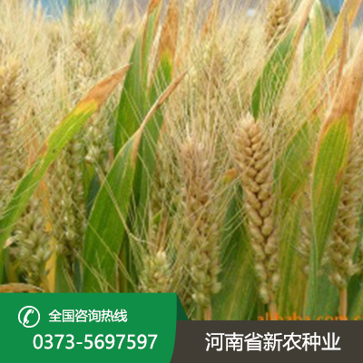 山东今日小麦价一斤多少钱