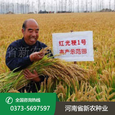 山东水稻种
