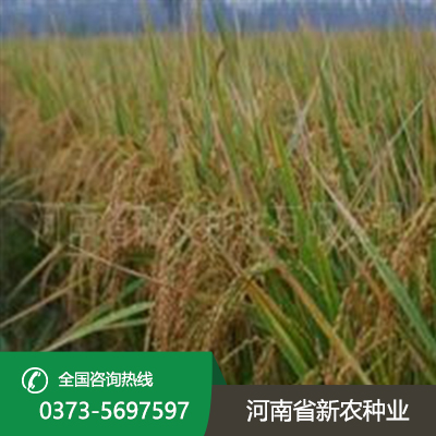 山东水稻种植