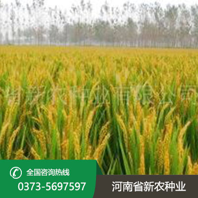 山东水稻种子产品