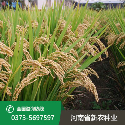 山东水稻种子代理