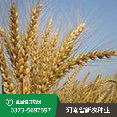 山东小麦种子品种