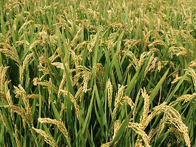 山东阳光800水稻种子