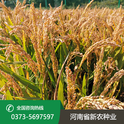 山东水稻种子加盟
