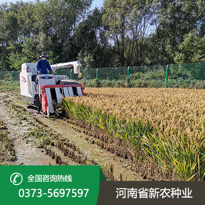 山东常规水稻种子价格