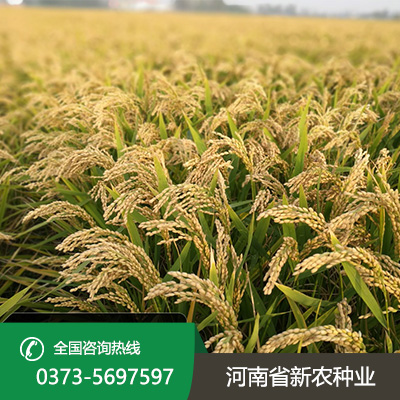 山东麦茬旱直播的水稻品种