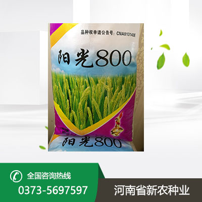 小麦种子批发厂家