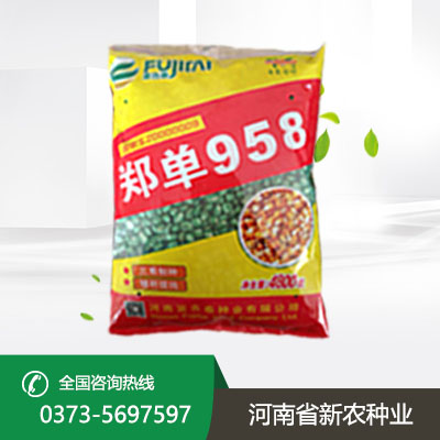 山东玉米种子高产品种