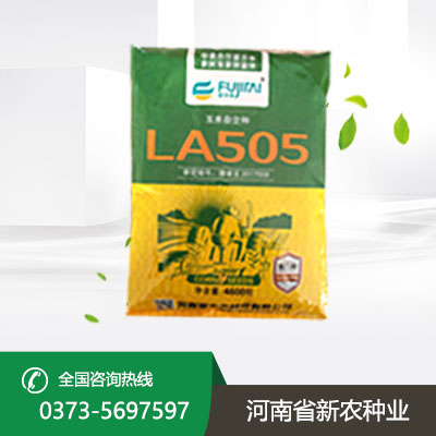 山东黑玉米种子