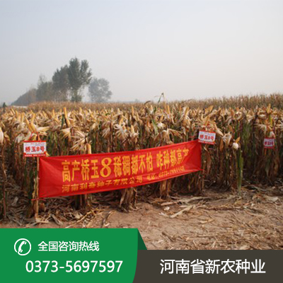 山东适合机器收的玉米种子