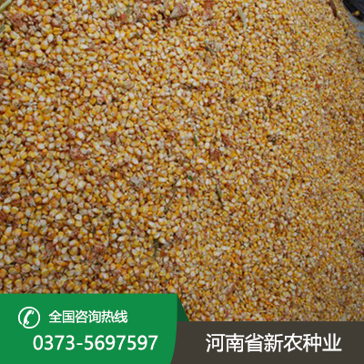 山东玉米种子批发