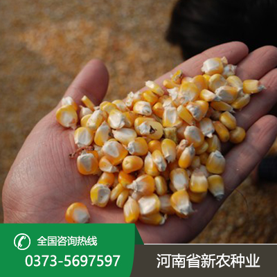山东玉米种子采购