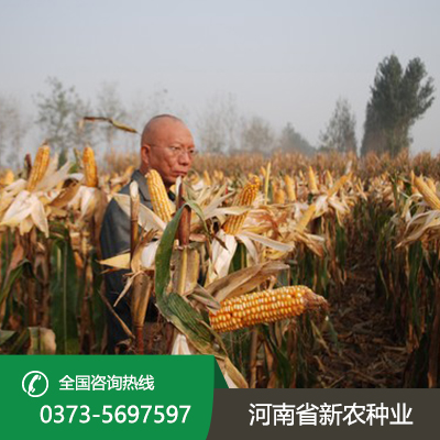 山东直接收籽玉米价格