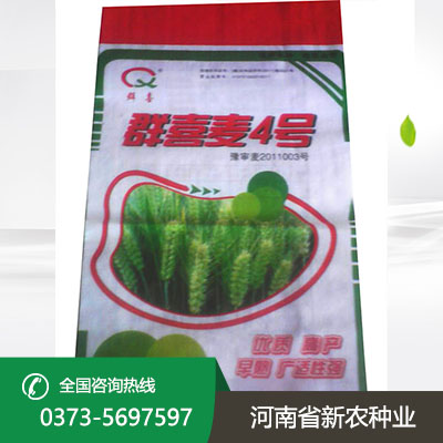 山东群喜麦4号