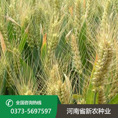 山东小麦