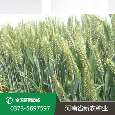 山东小麦种子价格
