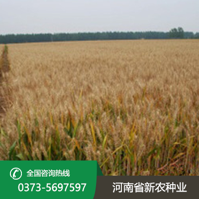 山东2023年小麦种子价格表