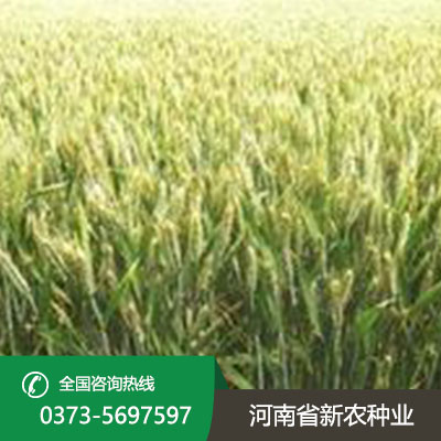 山东小麦一亩地用多少种子