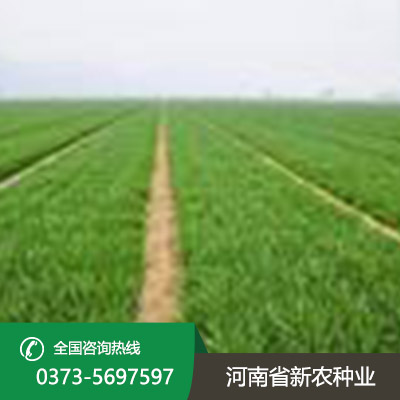 山东矮抗58小麦种子