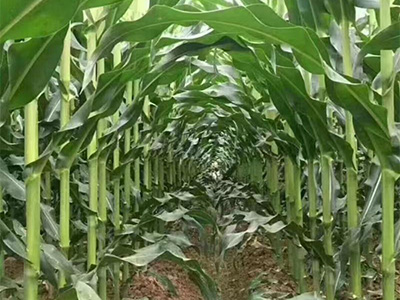 山东耐贫瘠玉米种子