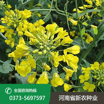 山东油菜花种子
