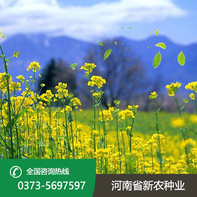 山东油菜籽种子