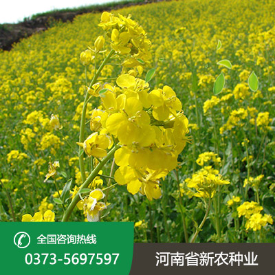 山东油菜种子