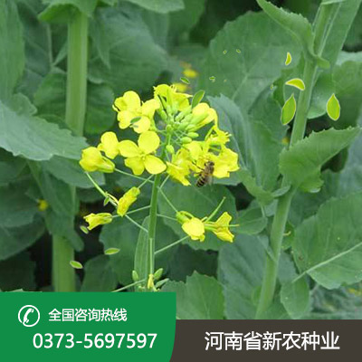 山东杂交油菜籽种子