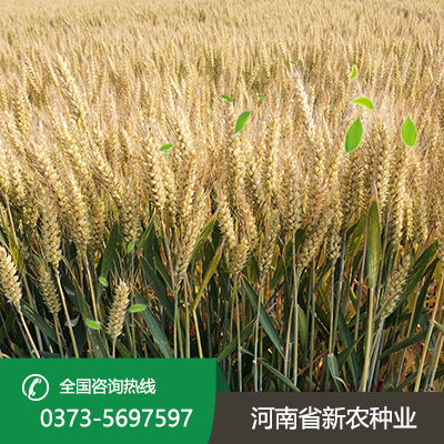 山东才智566麦种