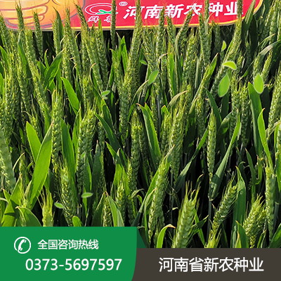 山东抗旱小麦种子