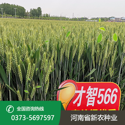 山东抗倒伏小麦种子