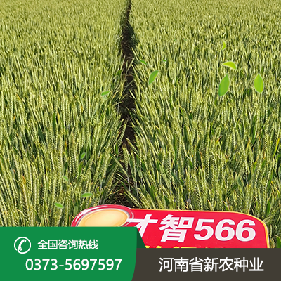 山东抗冻小麦种子