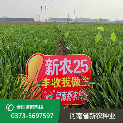 山东矮秆大穗小麦种子