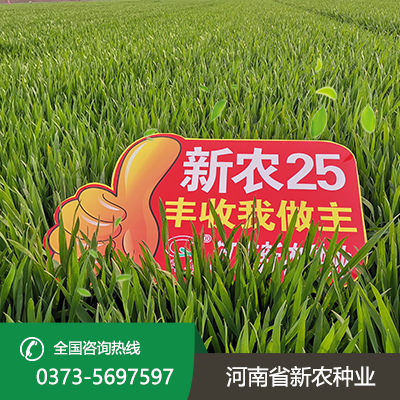 山东新农25小麦种子