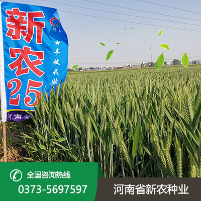 山东新农25小麦种