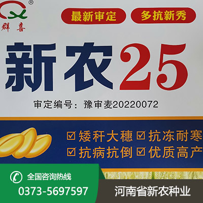 山东矮秆大穗小麦种子