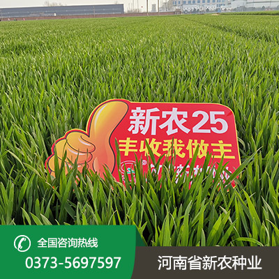 山东小麦种子