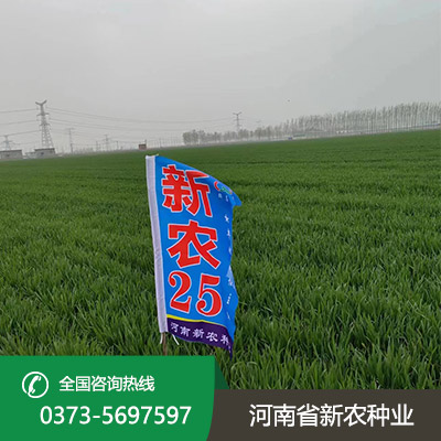 山东小麦种子报价