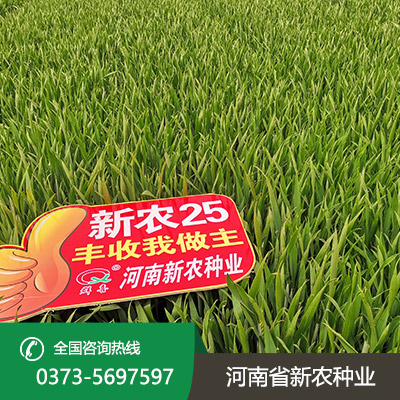 山东丰产小麦种子