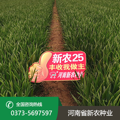 山东高产小麦种子