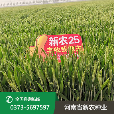 山东小麦种子批发价格