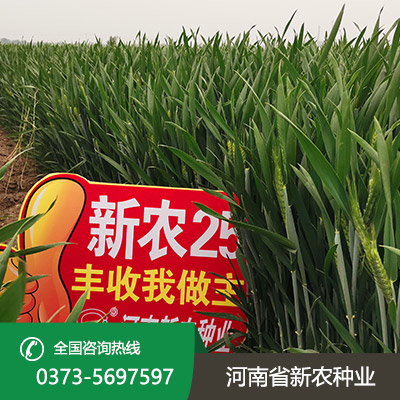山东小麦种子怎么种