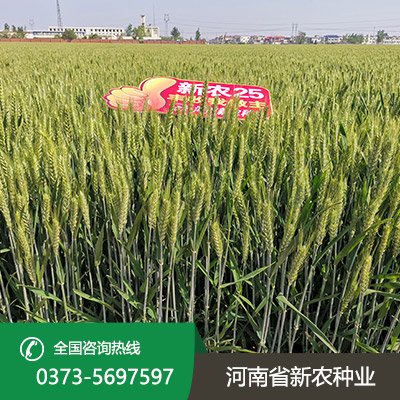 山东小麦种子批发
