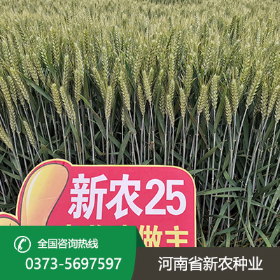 山东小麦种子售价