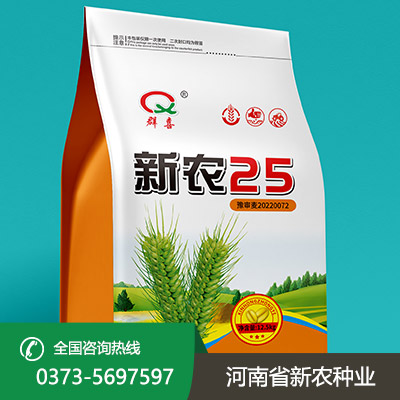 山东大量批发小麦种子