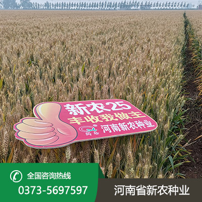 山东超高产小麦种子