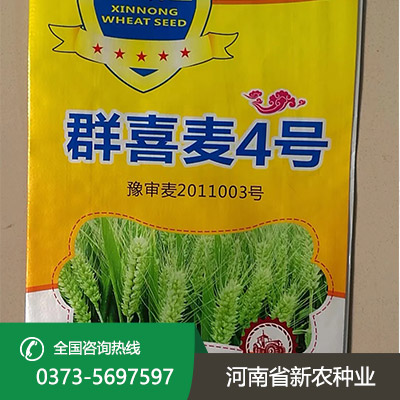 山东群喜麦4号小麦种子