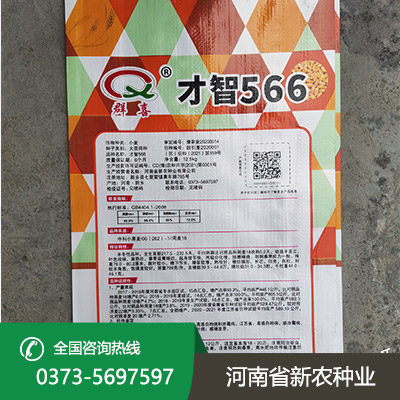 山东抗倒小麦种子